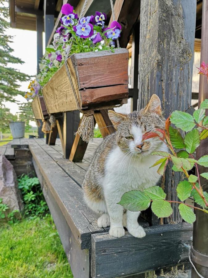 Dylewianka Villa Wysoka Wies Bagian luar foto