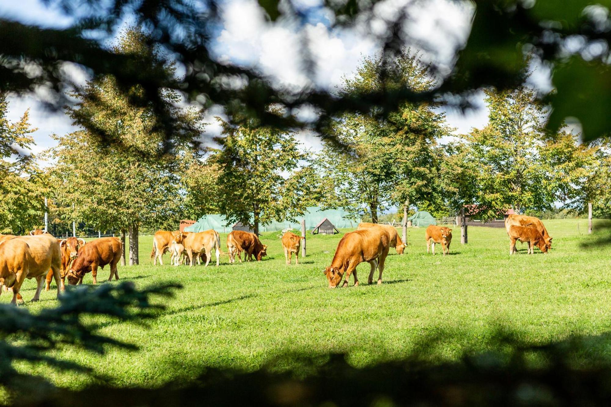 Dylewianka Villa Wysoka Wies Bagian luar foto
