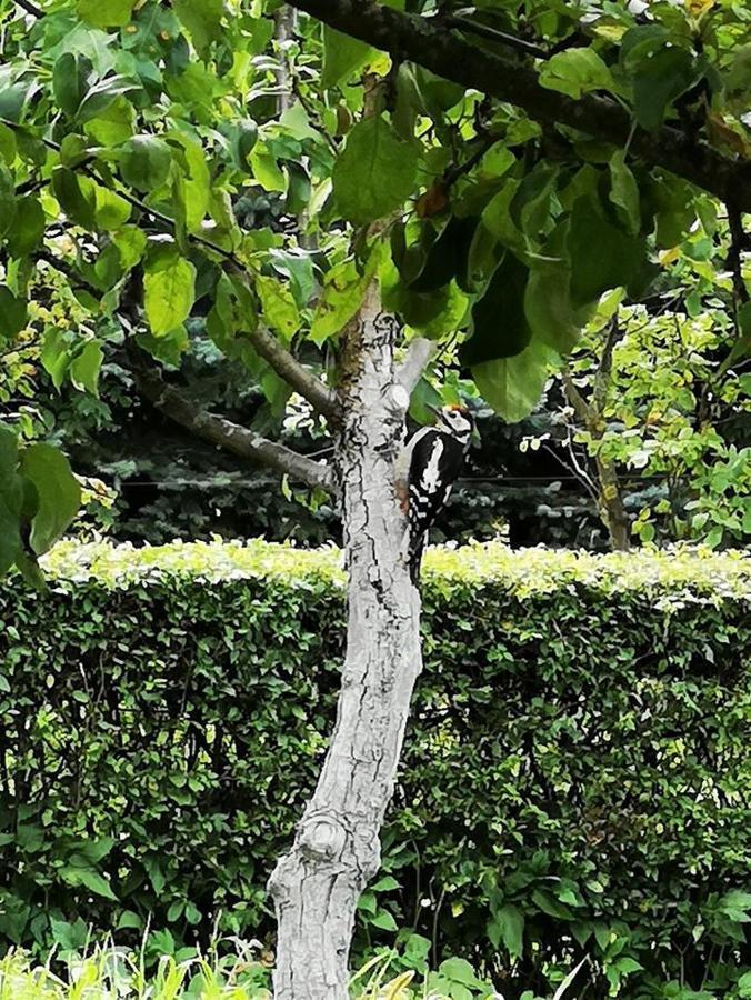 Dylewianka Villa Wysoka Wies Bagian luar foto