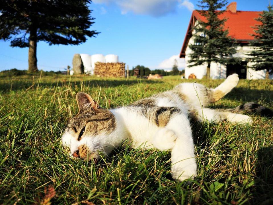 Dylewianka Villa Wysoka Wies Bagian luar foto
